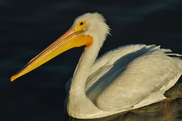 white pelican